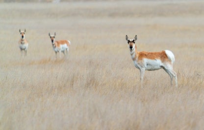 Three pronghorn in grass field