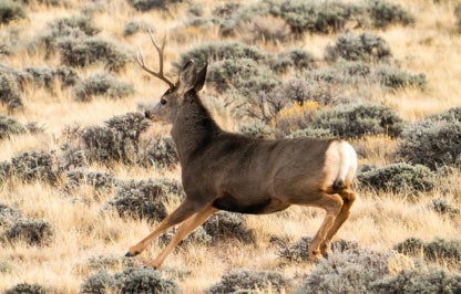Mule deer running in sagebrush