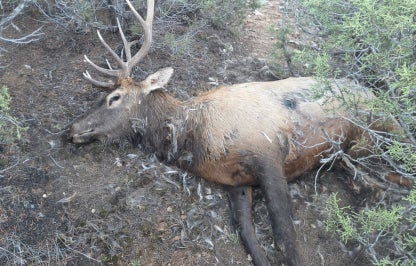 A dead bull elk that was shot and left to waste. 