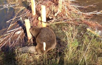 A beaver walking through a wetland.