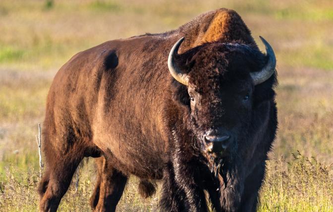 A large bison with horns