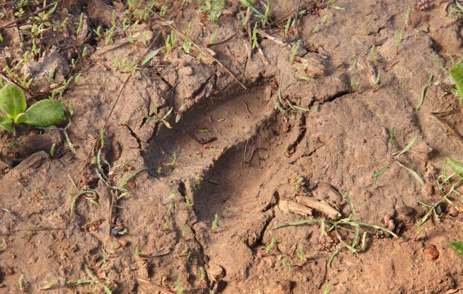 Mule deer track