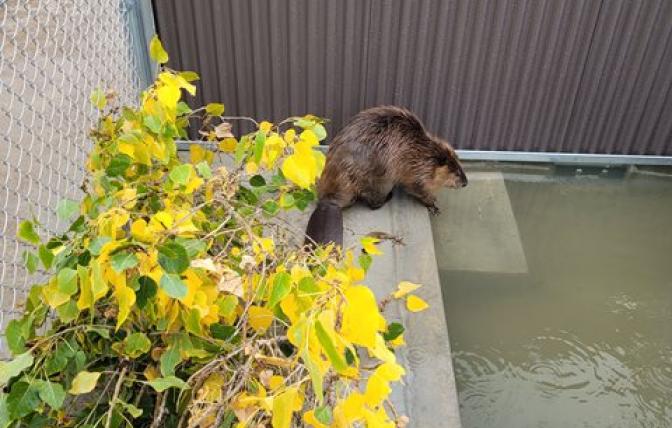 Beaver in Game and Fish holding facility in Cody 