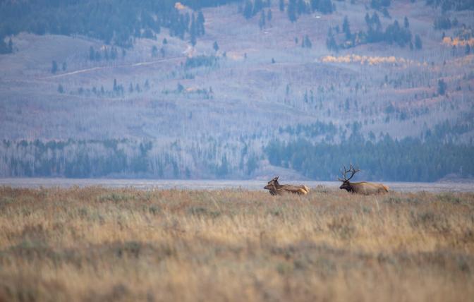 Bull and cow elk moving through field