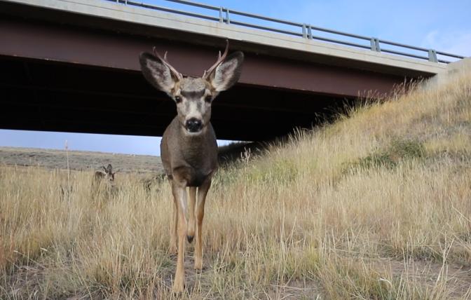 Mule deer buck using wildlife crossing underpass