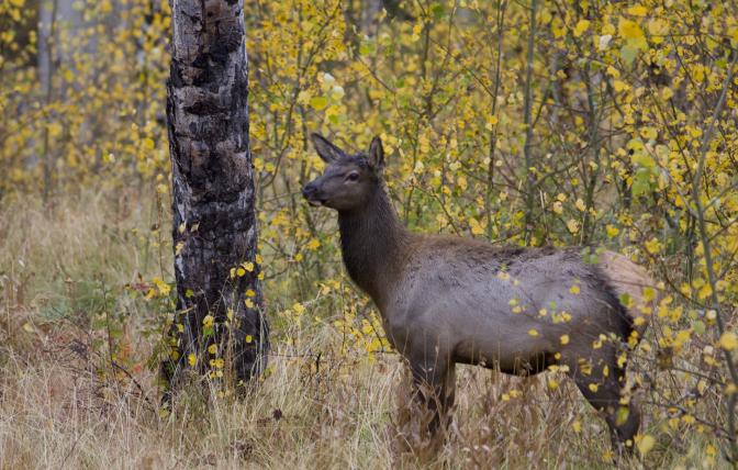 Elk in fall forest