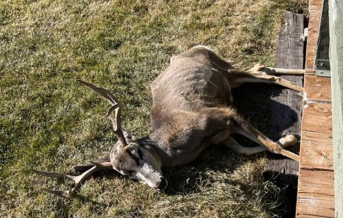 Buck mule deer that died of CWD