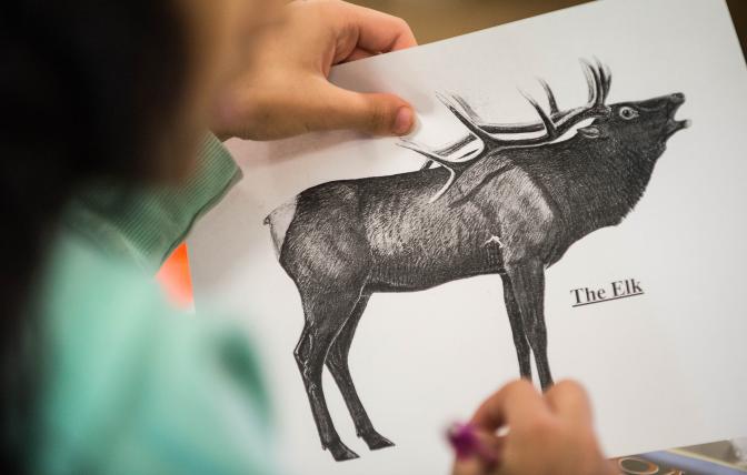 Hunter Education, student looking at elk
