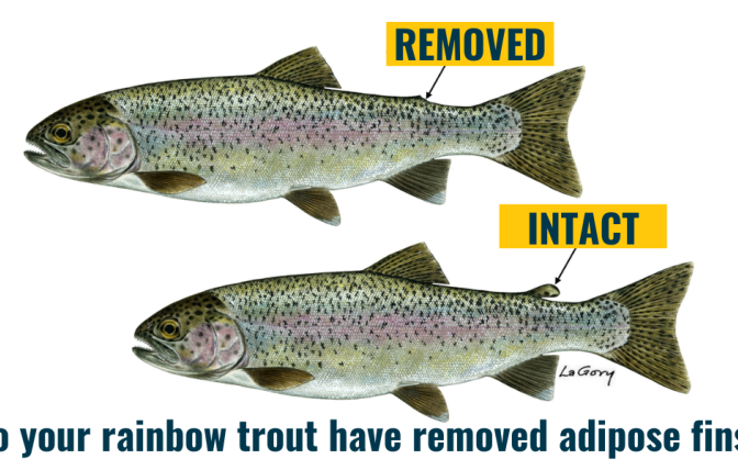Two rainbow trout, one with a removed adipose fin