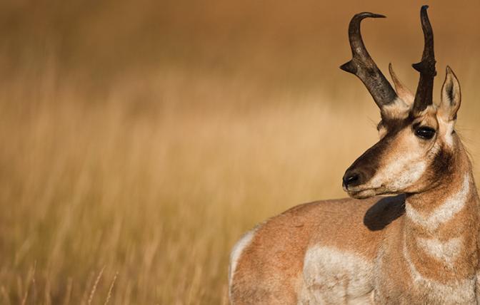A photo of the profile of a buck pronghorn standing against a background of tall yellowish brown grass.