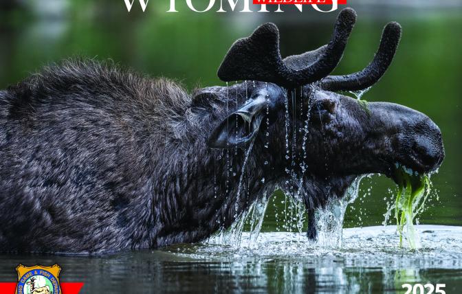 2025 Wyoming Wildlife calendar photo cover