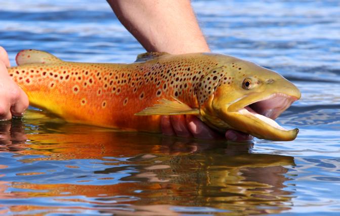 An angler holds a brown trout just above the water