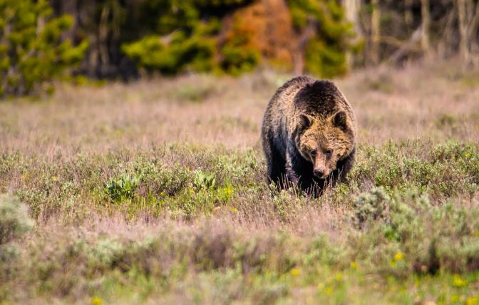 Grizzly bear 