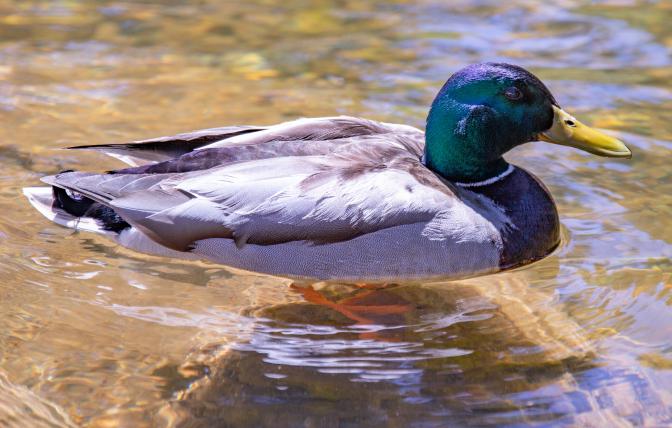 Mallard drake