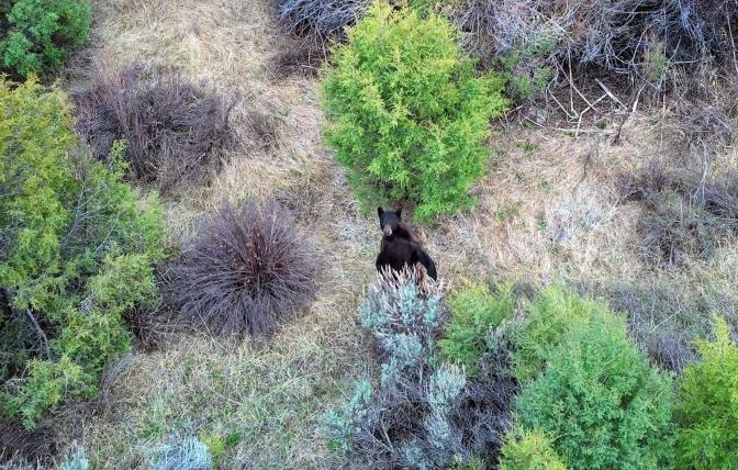 An aerial photo of a black bear sitting among trees and foliage. 