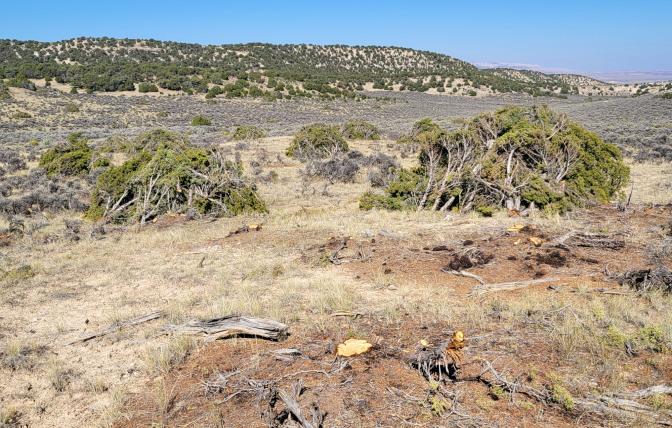 Freshly cut junipers are piled neatly after being cut down for habitat improvement.