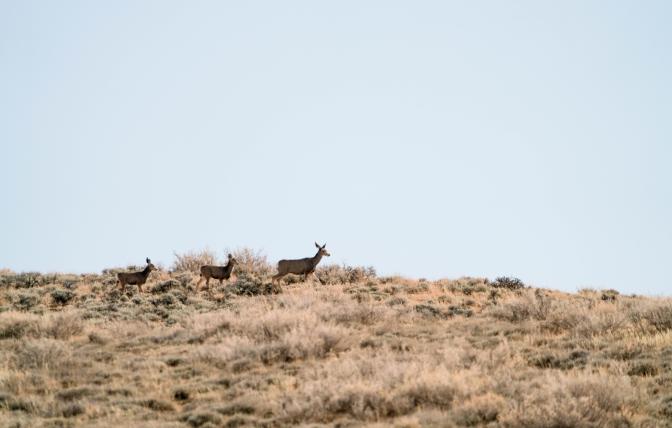 Mule deer travel across the landscape