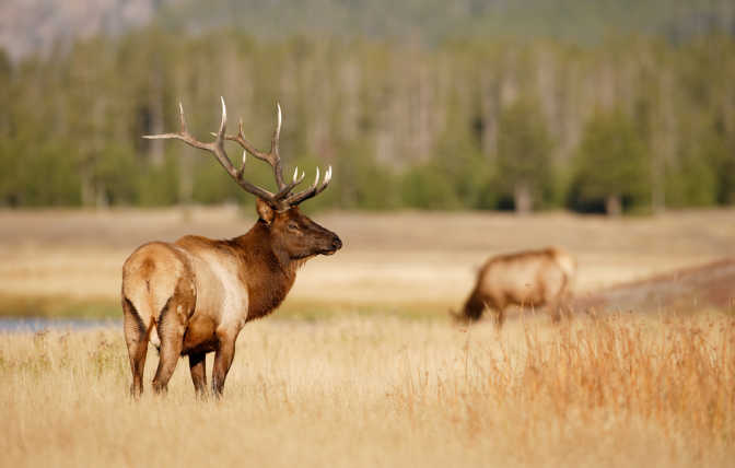 bull elk in Wyoming