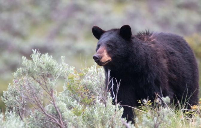 Black bear in sage brush