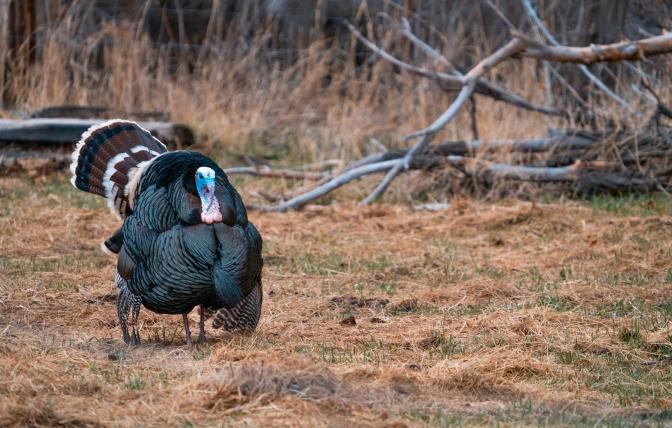 Wild turkey strutting 