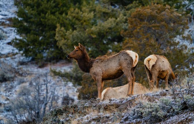 An elk cow pictured in the Cody Region last spring.