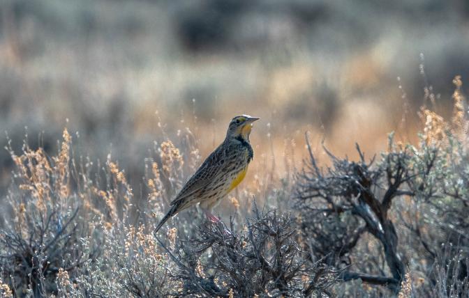 A meadowlark enjoying the sun in a Wyoming field.