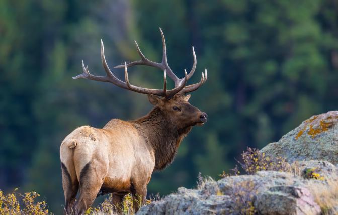 A bull elk in the mountains