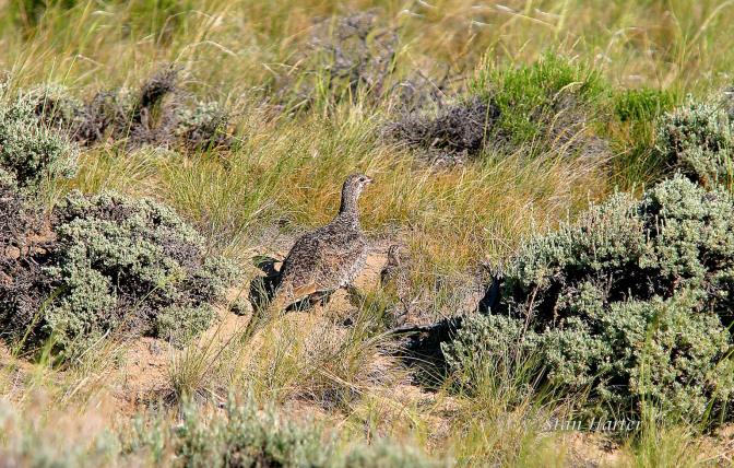 Hen sage grouse and chick walking in sagebrush and grass