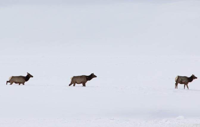 elk
