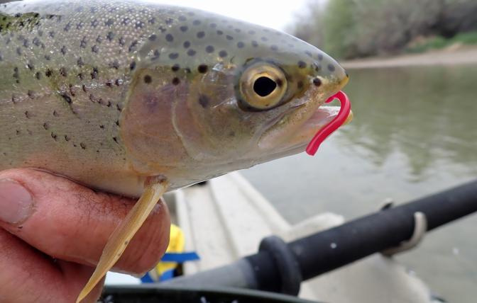Close up of a trout caught by a fly fisherman on a Wyoming river.