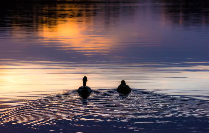 Mallard Duck Silhouette