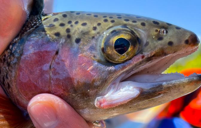 Platte Valley trout near Saratoga