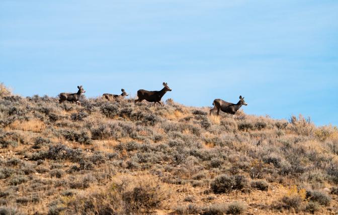 a herd of mule deer walking across landscape.
