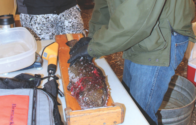 Wyoming Game and Fish Department Fisheries Biologist John Walrath measures a burbot from a recent Burbot Bash at Flaming Gorge Reservoir.