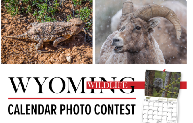Promotional graphic for Wyoming Wildlife calendar photo contest