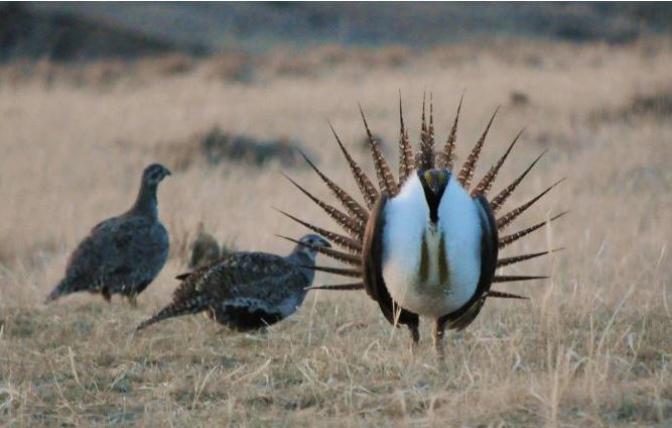 Sage grouse