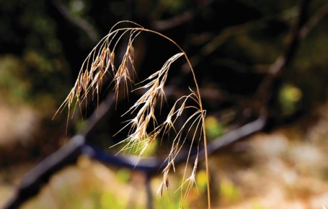 cheatgrass