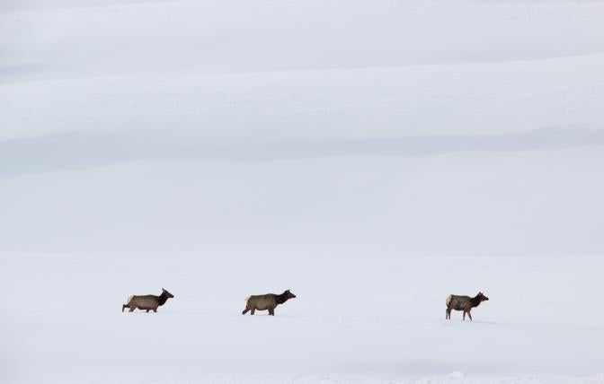 Elk in winter