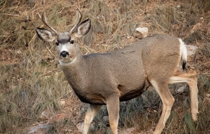 Mule Deer Buck