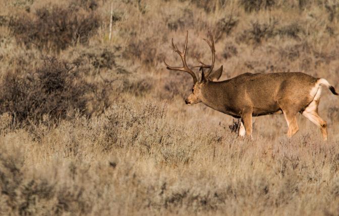 Mule deer buck
