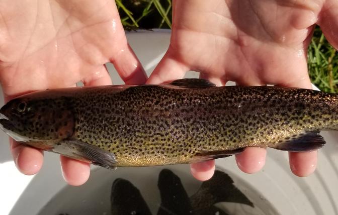 Gunnison River trout cross