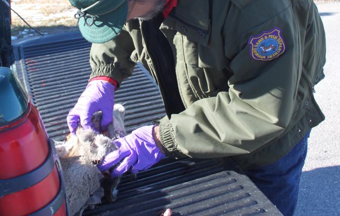 CWD testing