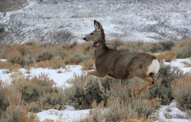 Collared mule deer