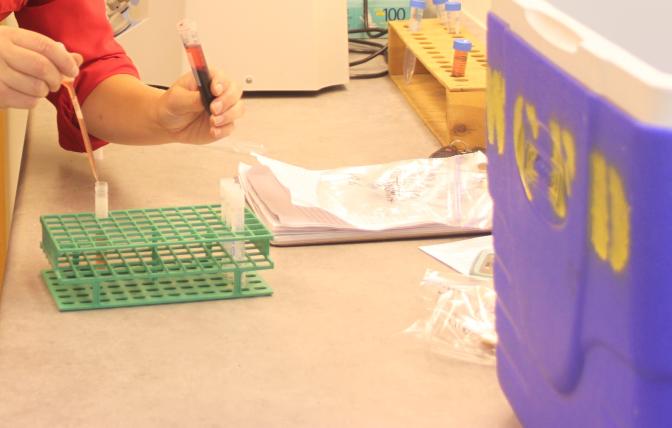 Brucellosis sampling
