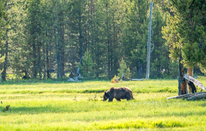 A profile photo of a grizzly bear walking across a green meadow from right to left with pine trees in the background