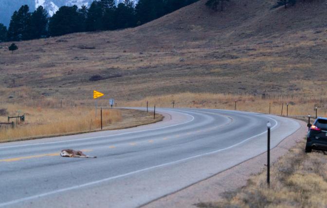 Photo of roadkill outside of Cody