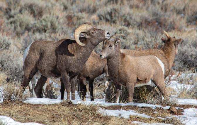 Bighorn Sheep in the Lander Region
