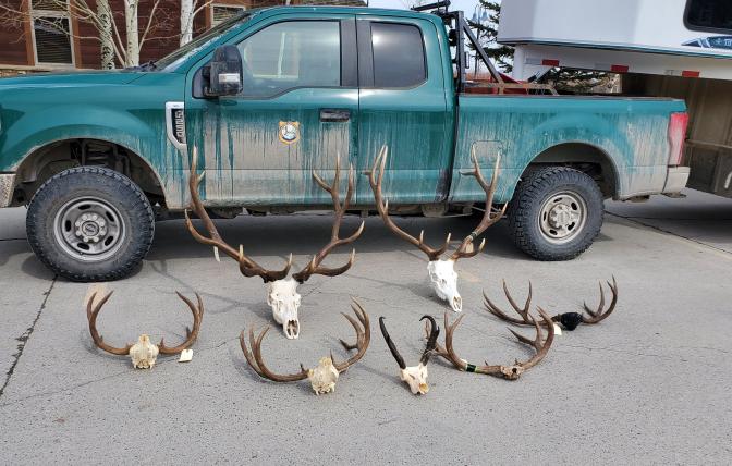 Trophies confiscated by Game and Fish following a multi-year investigation that concluded earlier this year.