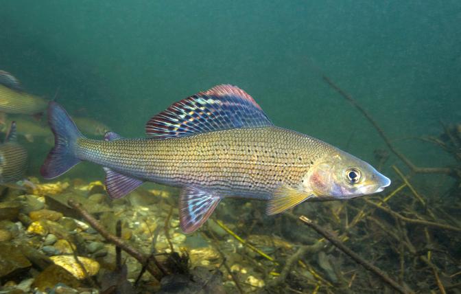 Arctic Grayling