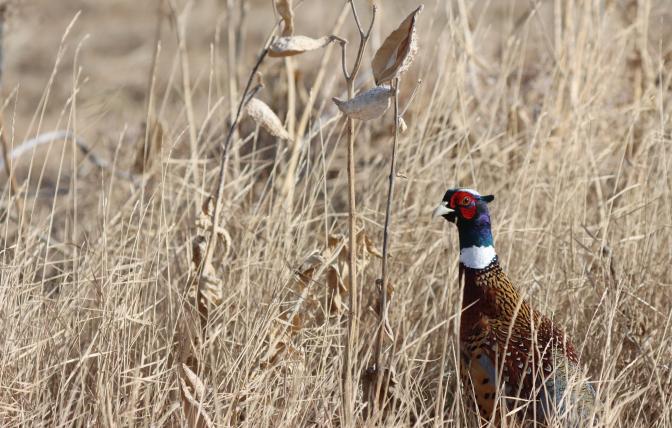 Rooster pheasant 